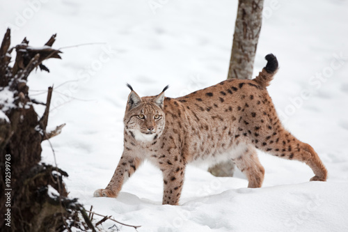 Eurasian lynx  lynx lynx  Germany