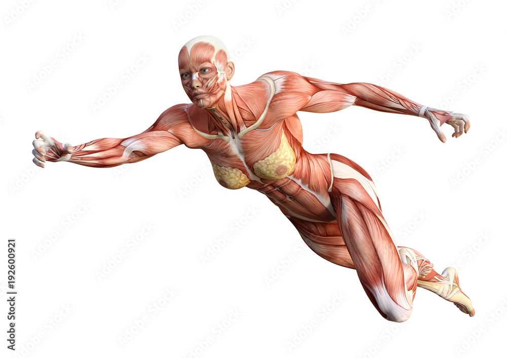 3D Rendering Female Anatomy Figure on White 3D Rendering Female Anatomy Figure on White