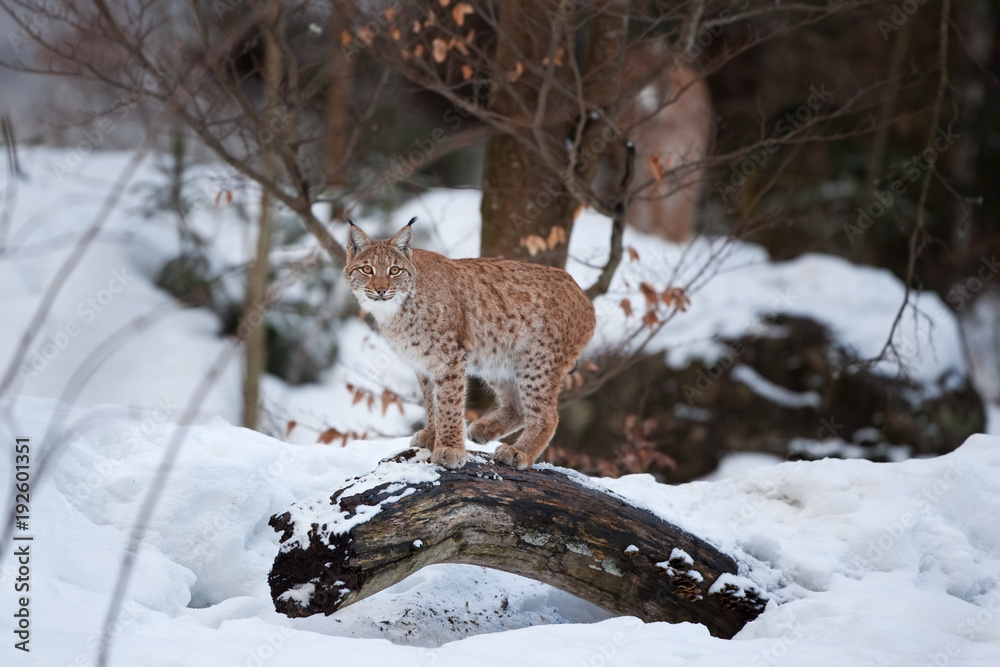 Eurasian lynx, lynx lynx, Germany Eurasian lynx, lynx lynx, Germany