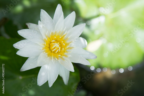 The beautiful of a lotus flower.