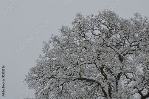 Bild auf Leinwand Arbre sous la neige