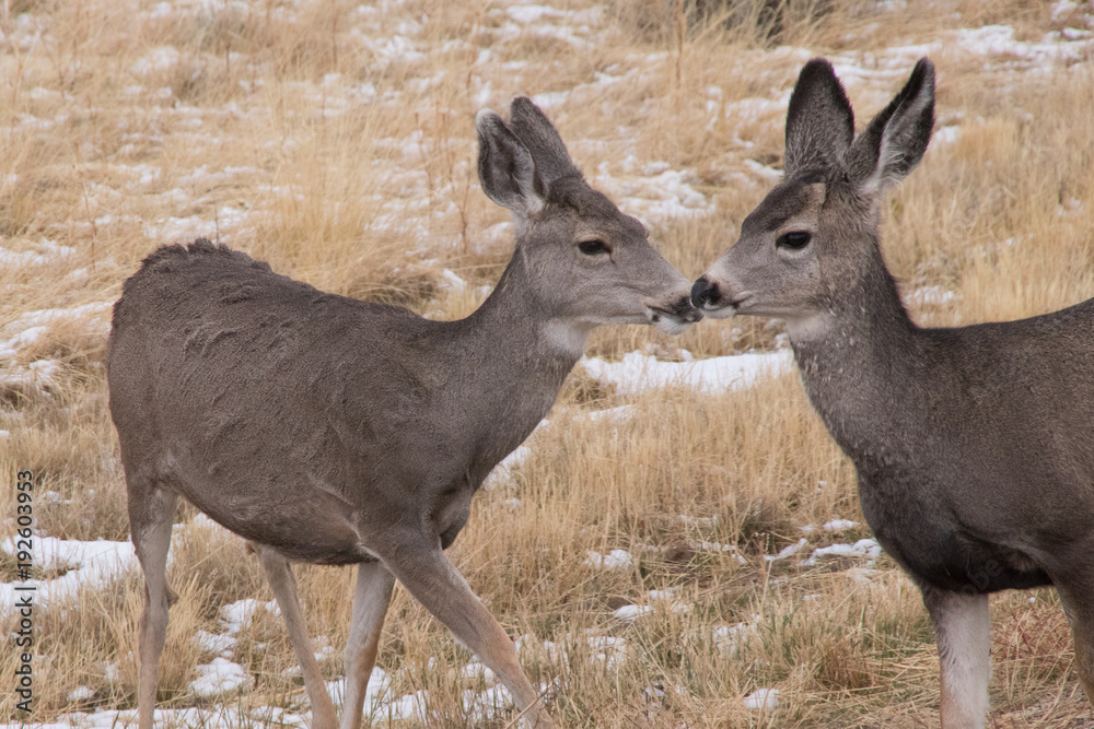 Elk (deer) nuzzling in Yellowstone National Park Elk (deer) nuzzling in Yellowstone National Park