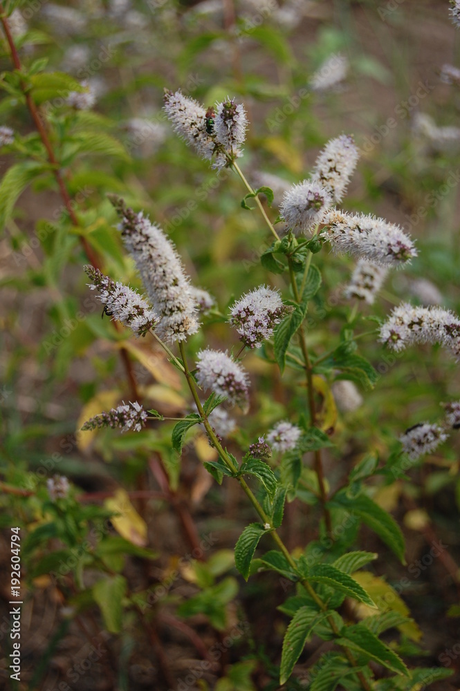 Méntha piperíta, Peppermint Méntha piperíta, Peppermint