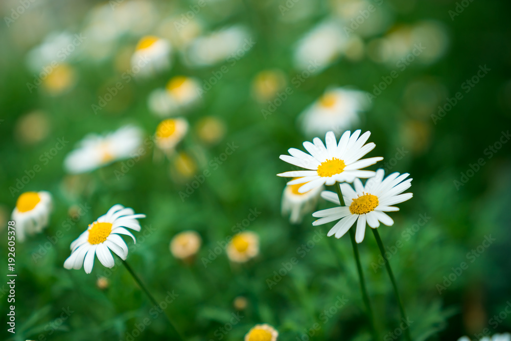 Field of white Daisies