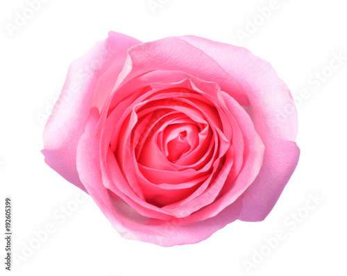 Pattern of pink rose petal