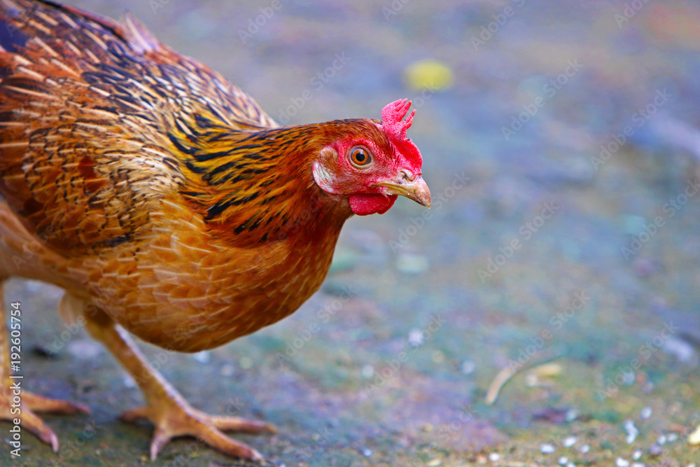Fototapeta premium Hen eating food in farm