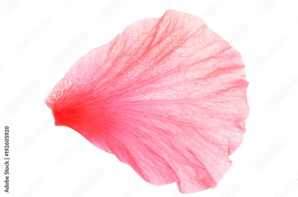 Isolate pink hibiscus or chinese rose petal, close up photo image of single  pink hibiscus/chinese rose petal isolated on white background present a  detail of pink hibiscus/chinese rose petals pattern Stock Photo