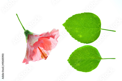 Isolate pink chinese rose with leaves, a close up photo image of pink chinese rose with them upper side leaf and lower side leaf isolated on bright white light background