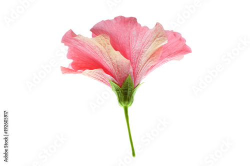Isolated pink hibiscus flower, a side view photo of pink hibiscus isolated on white bright light background, florals in plantae kingdom, flowering plant, pink flowerer, flower stem, flower petals