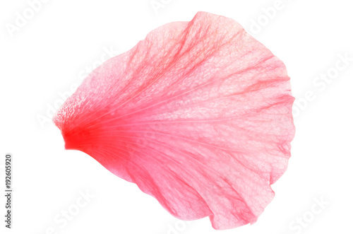 Isolate pink hibiscus or chinese rose petal, close up photo image of single pink hibiscus/chinese rose petal isolated on white background present a detail of pink hibiscus/chinese rose petals pattern