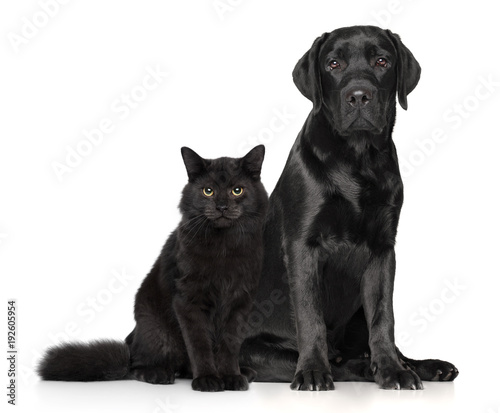 Fototapeta Naklejka Na Ścianę i Meble -  Cat and dog together on white