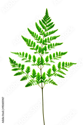Isolate fern leaves, closeup image of green fern leaves on fern stem isolated on white background, green leaf pattern, green foliage pattern, natural plant pattern, plant diversity, Kingdom Plantae