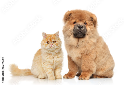 Fototapeta Naklejka Na Ścianę i Meble -  Cat and dog together