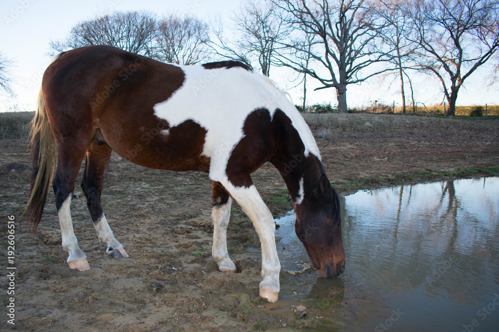 Close up of a horse drinking water Close up of a horse drinking water
