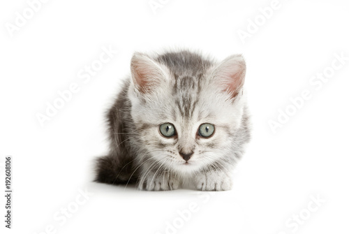 Fototapeta Naklejka Na Ścianę i Meble -  Grau getigertes Kätzchen isoliert auf weißem Hintergrund