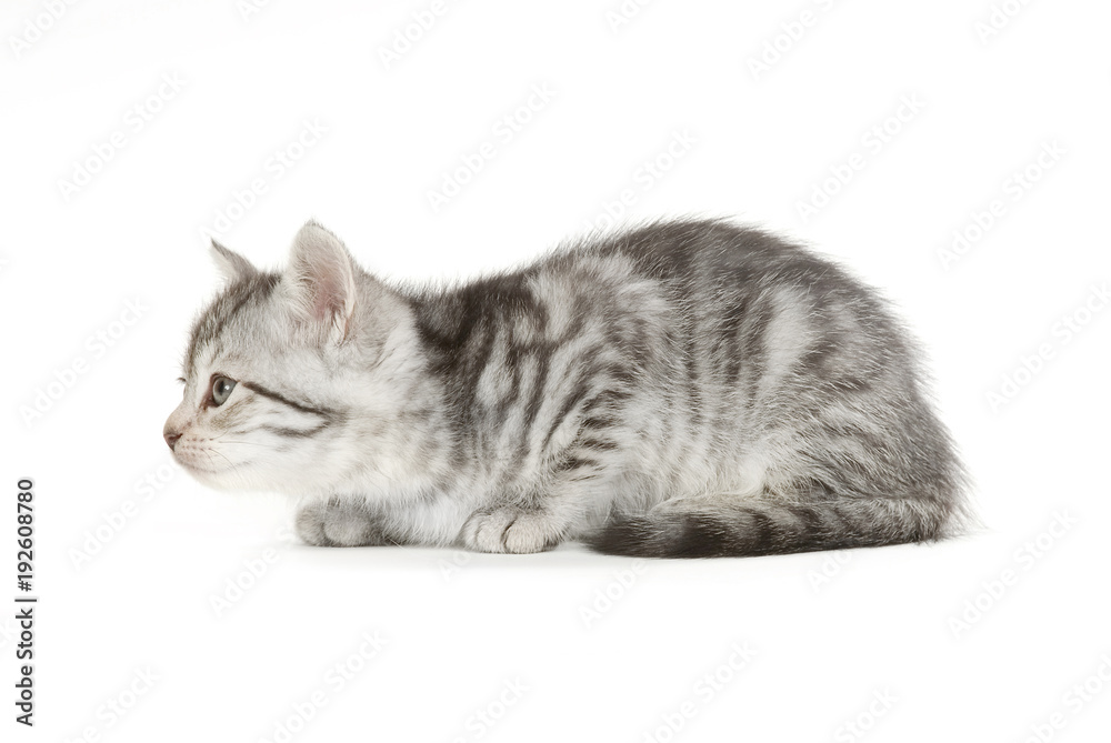 Britisch Langhaar Katze isoliert auf weißem Grund Britisch Langhaar Katze isoliert auf weißem Grund