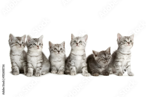 Mehrere grau getigerte Kätzchen isoliert auf weißem Hintergrund