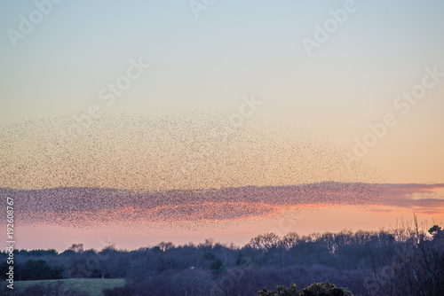 Foto Murmurations of the starlings in the sky at RSPB Minsmere