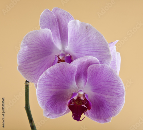 orchids on a beige background