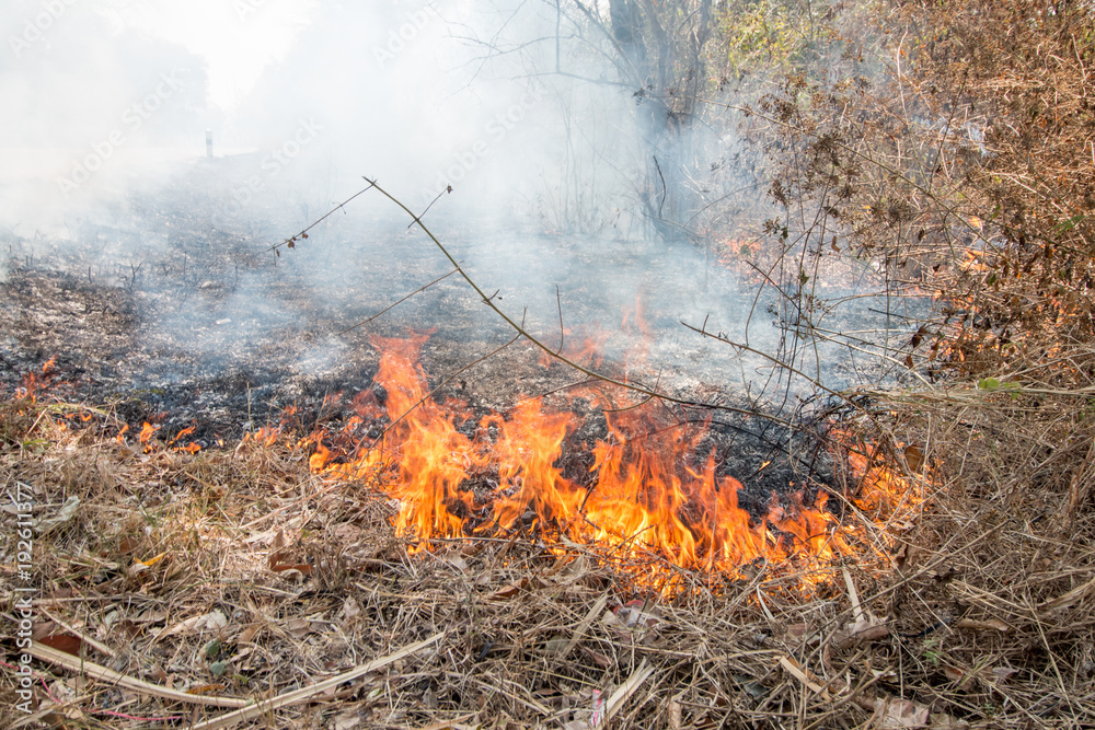 Natural disaster with fire in forest Natural disaster with fire in forest