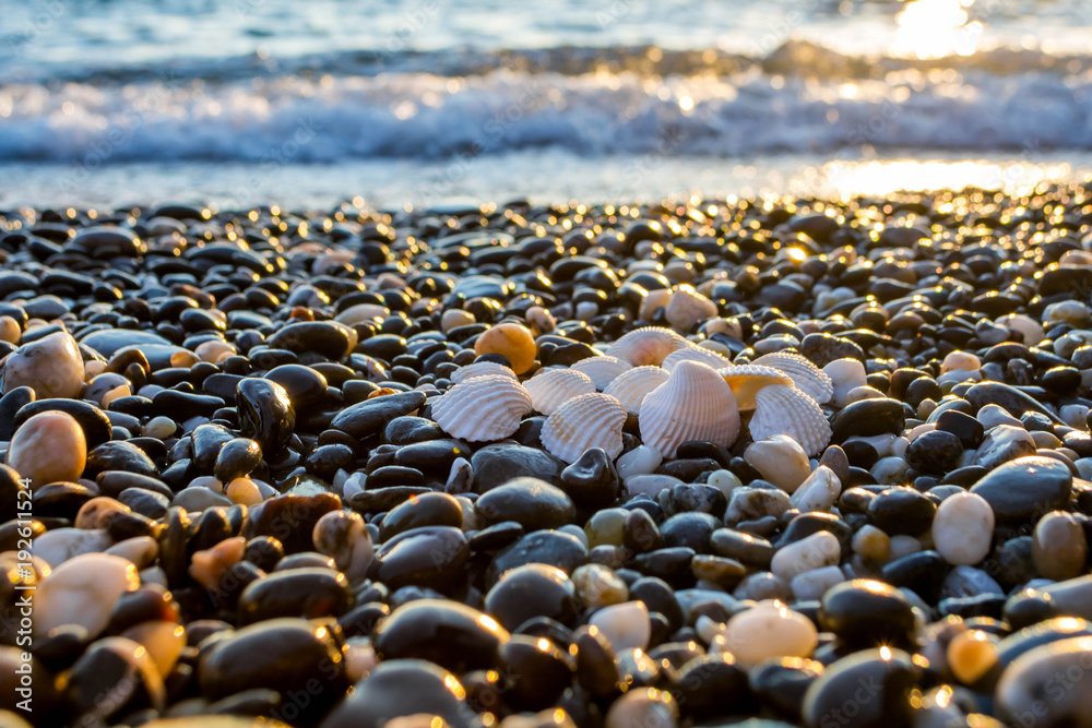 Obraz premium Seashells on the beach
