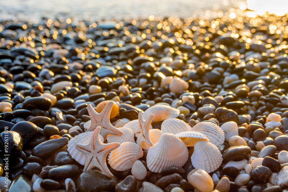 Fototapeta premium Seashells on the beach