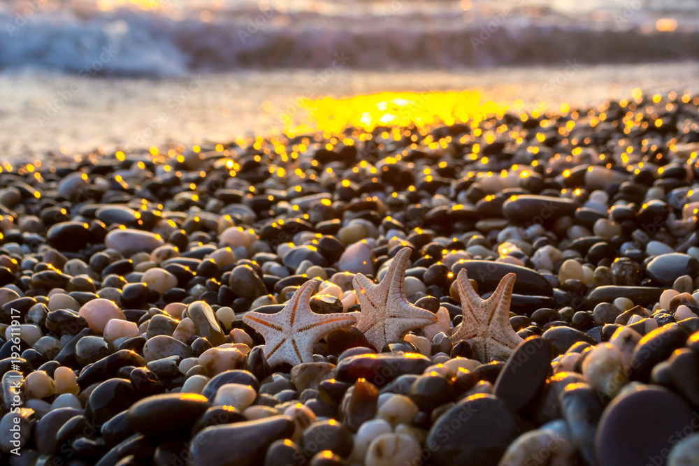 Fototapeta premium Sea shells at sunset