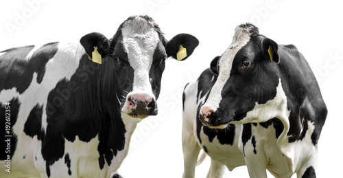  two cows isolated on a white background