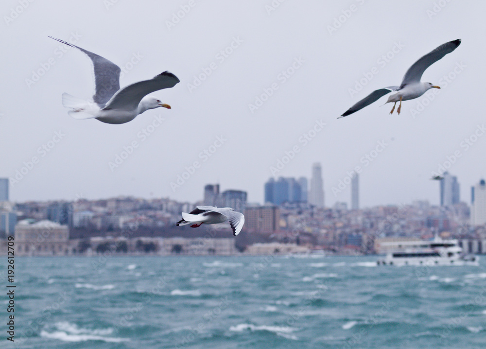 Seagulls flying over the Bosphorus