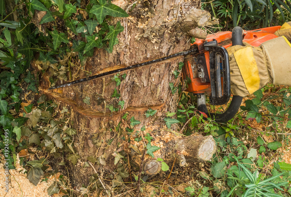 Baumschnitt Fälltechnik der Fallkerb wird ausgeführt - Tree cutting closeup Baumschnitt Fälltechnik der Fallkerb wird ausgeführt - Tree cutting closeup