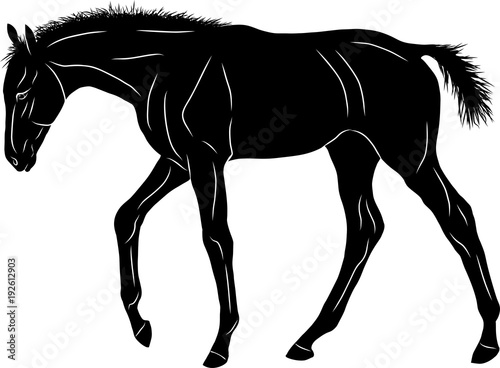 A silhouette of a little sad foal wandering somewhere.