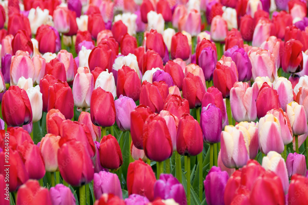 Tulpenfeld Tulpenfeld