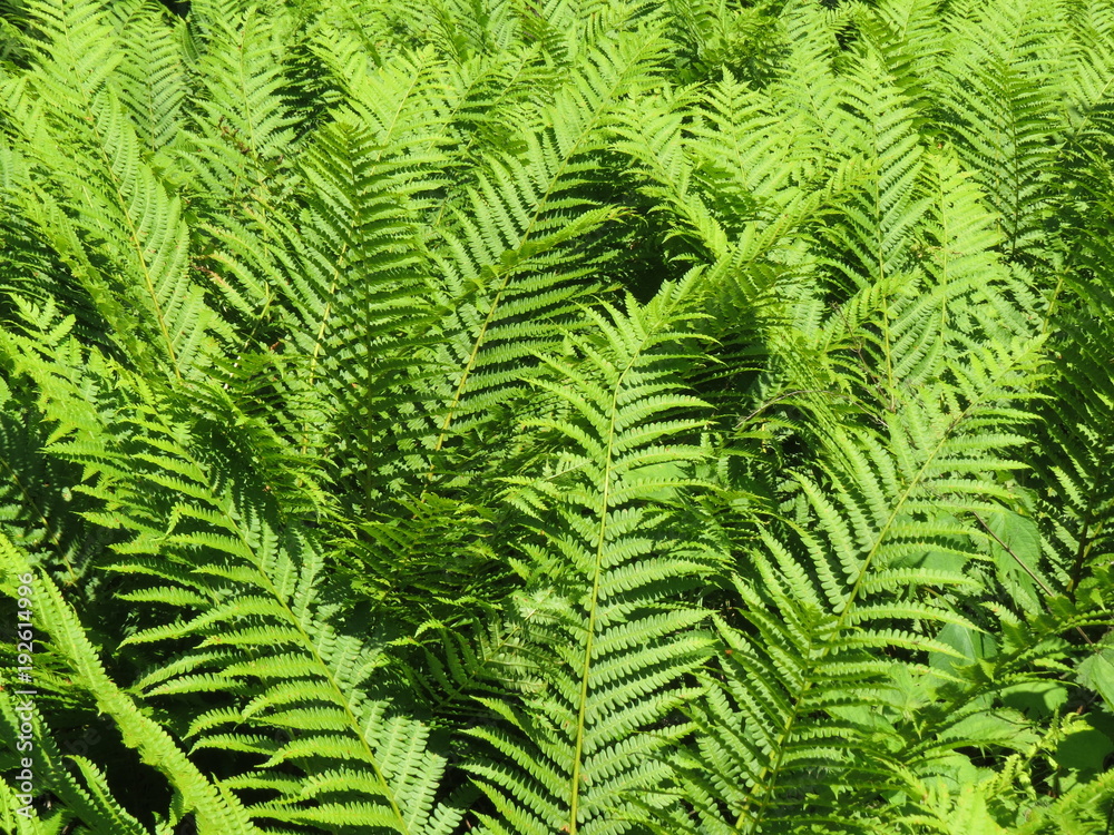 Dense thickets of fern