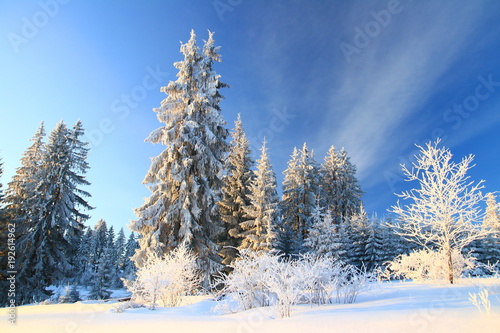 Pine trees in winter, blue sky in background
