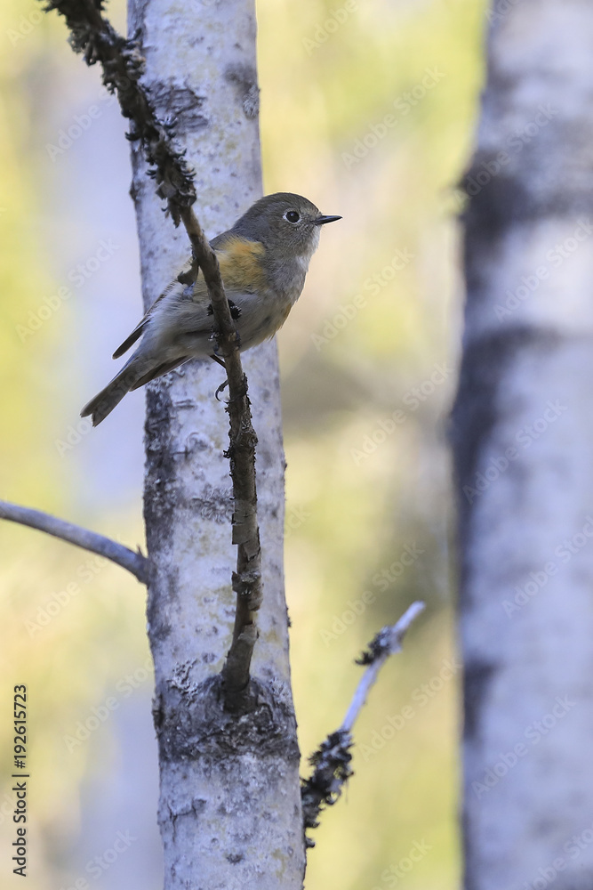 Red flanked bluetail