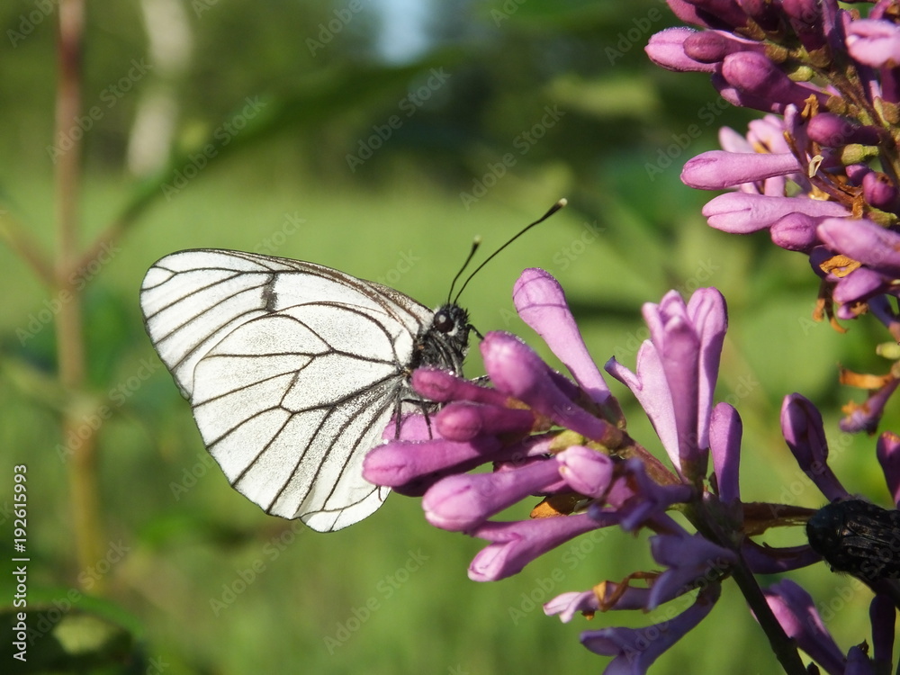 White butterfly sits on summer field flowers White butterfly sits on summer field flowers