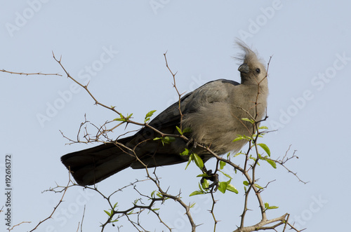 Touraco concolore,.Corythaixoides concolor, Grey Go away bird photo