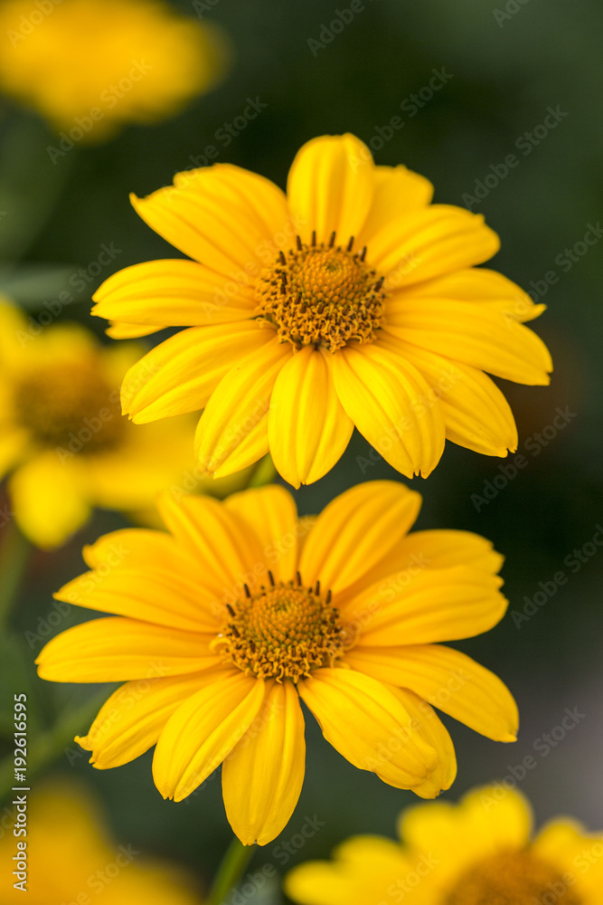 bright, yellow flowers in the sunny afternoon in the garden bright, yellow flowers in the sunny afternoon in the garden