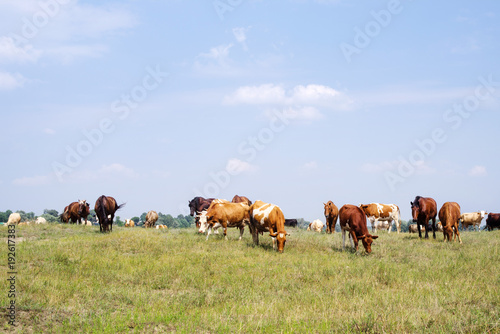 Herd of cows and horses are grazed on a meadow in summer sunny day © isavira