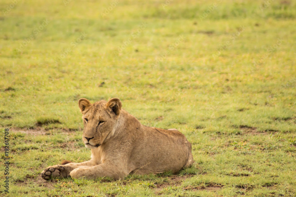 Young lion hidden in the scrub of Amboseli Park in North West Kenya Young lion hidden in the scrub of Amboseli Park in North West Kenya