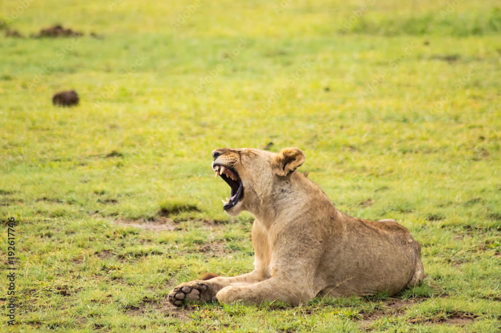 Lion lying in the grass gaggling mouth wide open in the savannah of Amboseli Park in Kenya Lion lying in the grass gaggling mouth wide open in the savannah of Amboseli Park in Kenya
