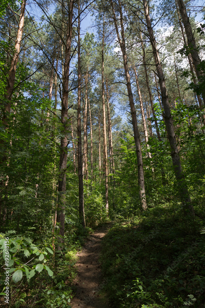 Fototapeta premium waldweg