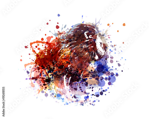 Fototapeta Naklejka Na Ścianę i Meble -  vector color illustration lion