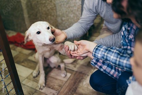 Fototapeta Naklejka Na Ścianę i Meble -  Happy family at animal shelter choosing a dog for adoption.