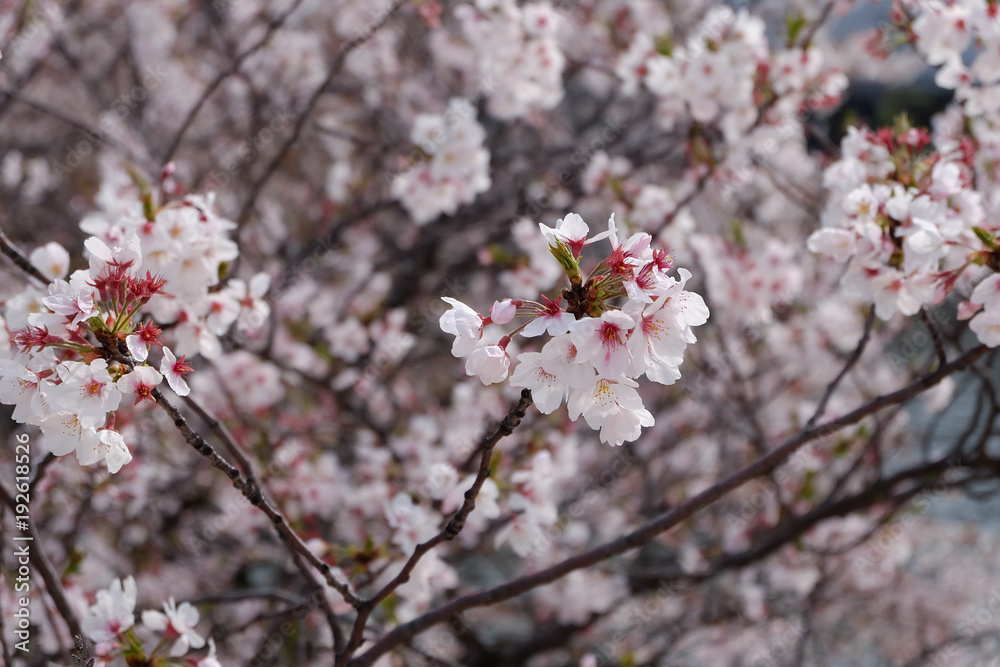 Pink Sakura Pink Sakura