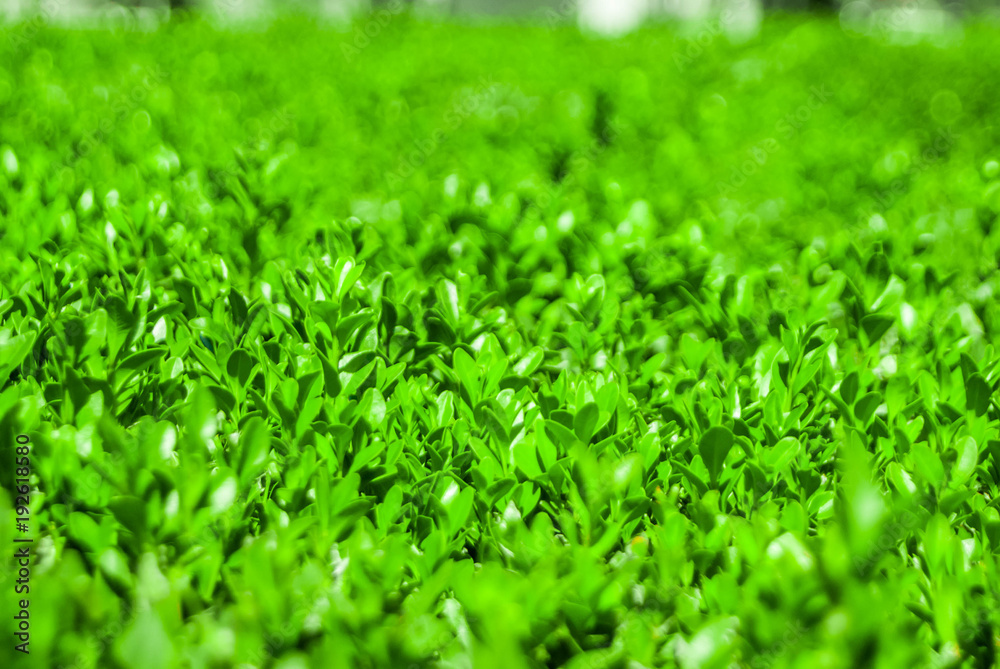 background of shallow green lush foliage with partial blurring background of shallow green lush foliage with partial blurring