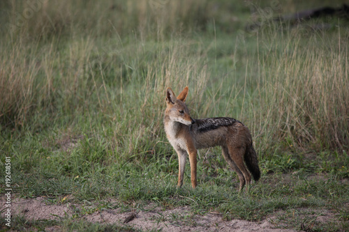 Jackal wild dangerous mammal africa savannah Kenya