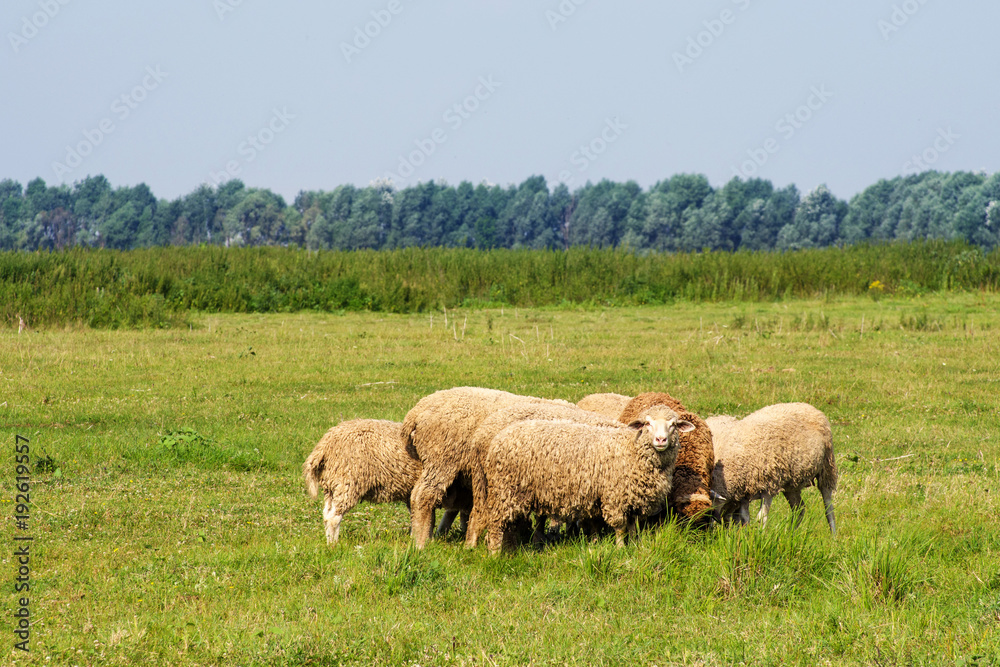 Herd of rams are grazed on a meadow in summer sunny day
