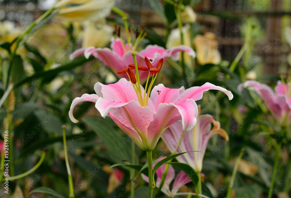 Fototapeta premium pink lily flower in the garden