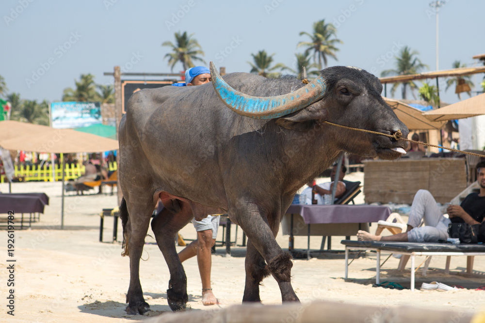 Obraz premium cow walking on the sand on Colva beach in South Goa.